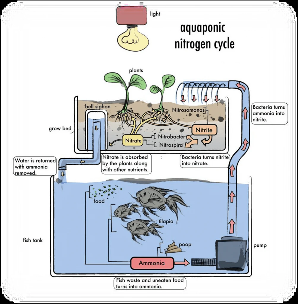 Aquaponics blog 3 1