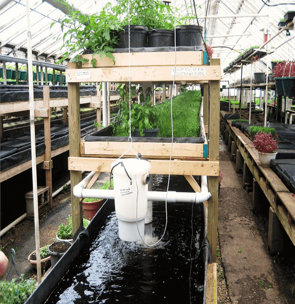Aquaponics blog 600x618 1