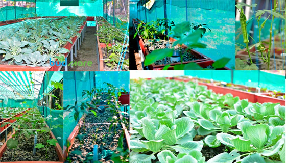 Aquaponics: An Economically Sustainable Model of Cultivation