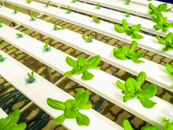 hydroponic farm 1531761595kHT 600x450 1