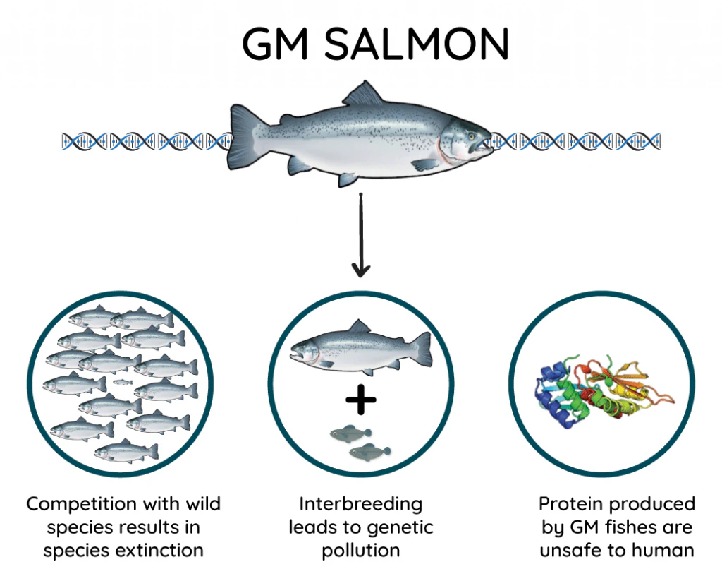 Blog GM salmon enviorment problems