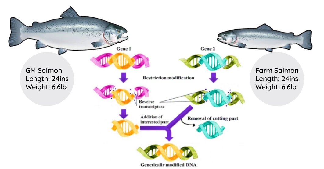 Figure 1: The figure shows the size difference in GM Salmon and Farm Salmon and the mechanism of altering DNA