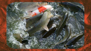 Indian Aquaculture – Factors affecting fish growth